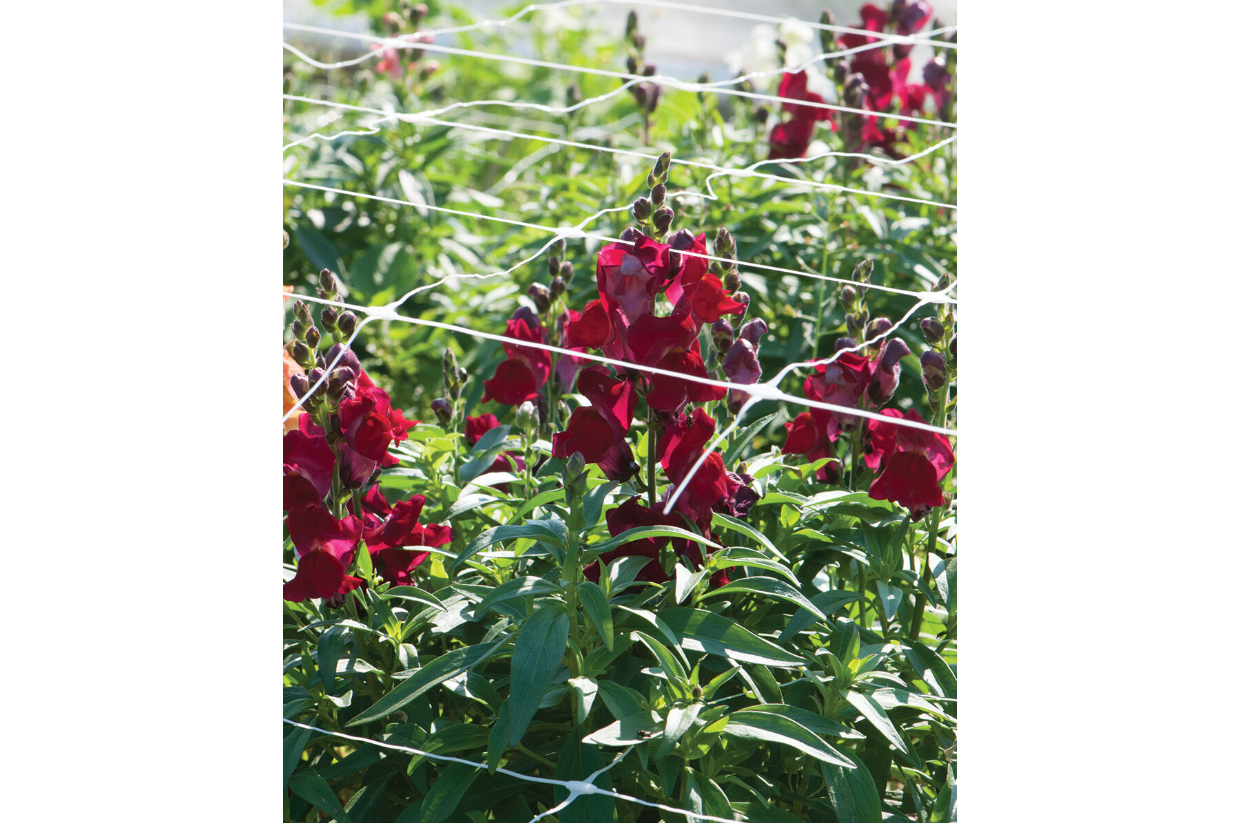 Hortonova FA &ndash; 48" x 3,280' Trellis Netting