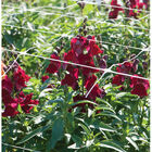 Hortonova FA – 48" x 3,280' Hortonova FA – 48" x 3,280' Trellis Netting