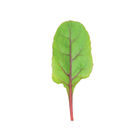 Ruby Red or Rhubarb Chard Ruby Red or Rhubarb Chard Swiss Chard
