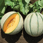 Escorial French Melons (Charentais)