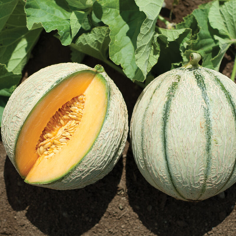 Escorial French Melons (Charentais)