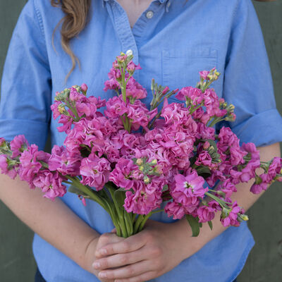 Katz Bright Rose Stock
