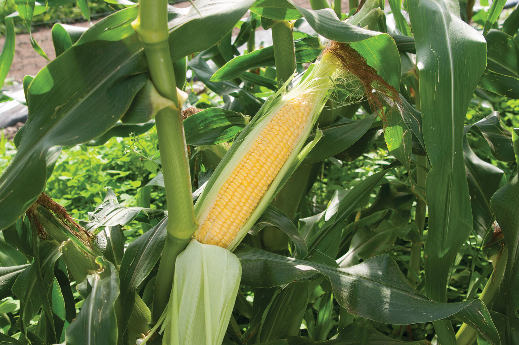 Johnny's Selected Seeds Vision MXR Corn Seed