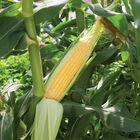 Vision MXR Sweet Corn