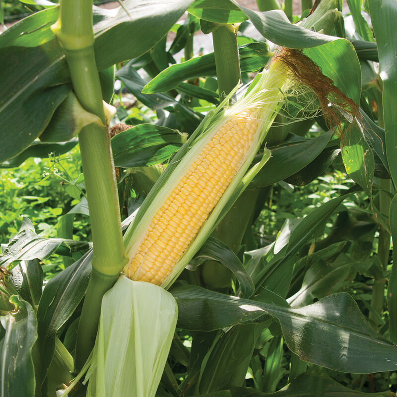 corn seeds for planting