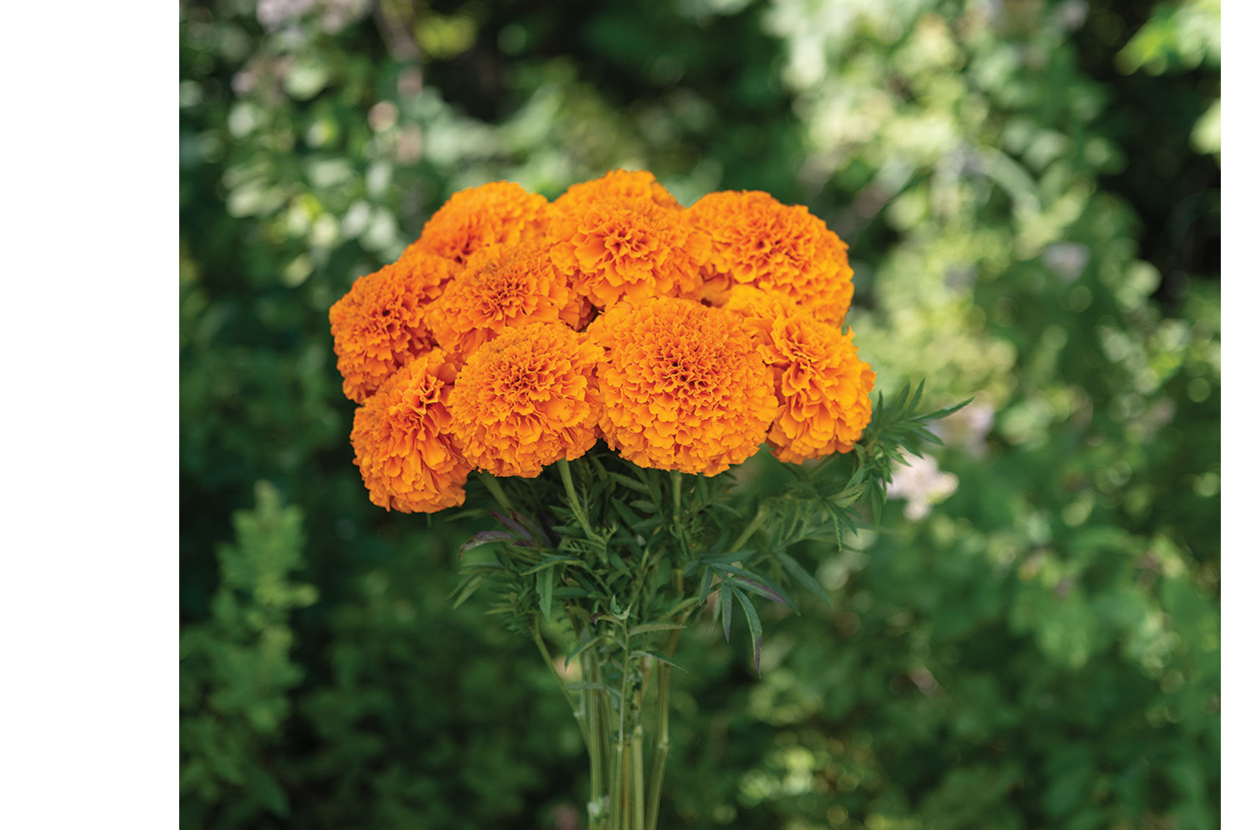Johnny's Selected Seeds Marigold Seed
