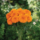 Giant Orange Marigold
