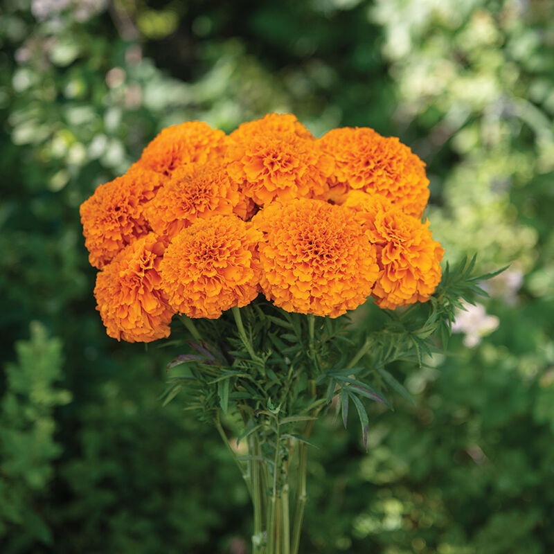 Giant Orange Marigold