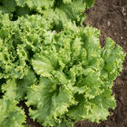 Tropicana Lettuce