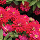 Double Zahara™ Cherry Zinnias