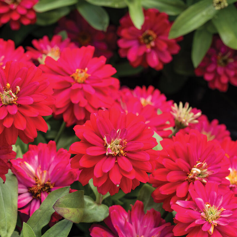 Double Zahara™ Cherry Zinnias