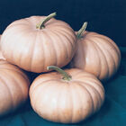 Long Island Cheese Specialty Pumpkins