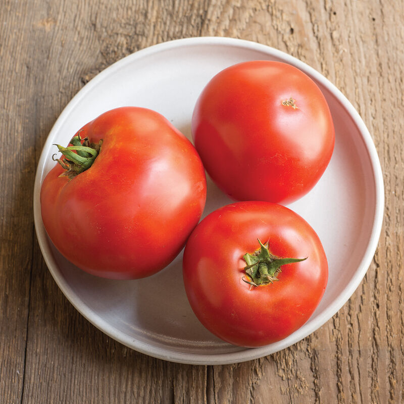 Big beef tomato days to maturity (Beef tomatoes, fungal diseases, time transplanting, Beef tomato) Big beef tomato days to maturity