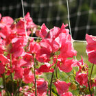 Elegance Watermelon Sweet Peas
