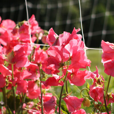 Elegance Watermelon Sweet Peas