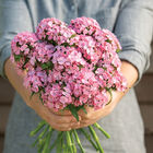 Sweet™ Pink Dianthus (Sweet William)