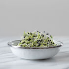 Onion Sprouts