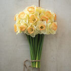 Martha Stewart Narcissus