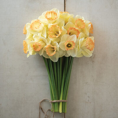 Martha Stewart Narcissus