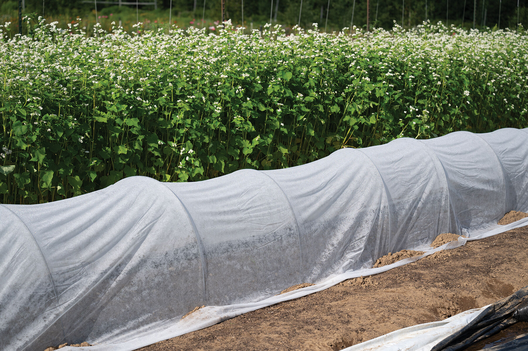 Johnny's DuraSpun™ 55 – 10' x 50' - Row Cover | Johnny's