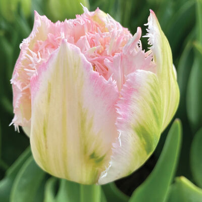 Ranomi® Tulips