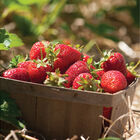 Strawberry Plant Collection Strawberry Bare-Root Plants