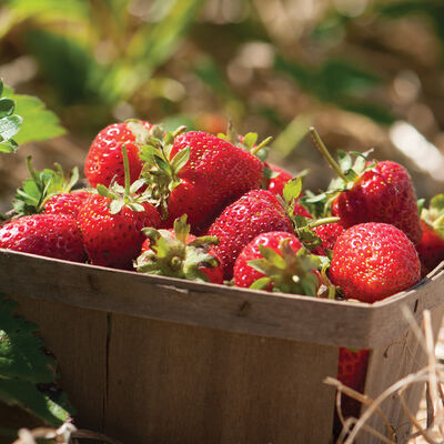 Strawberry Plant Collection Strawberry Plant Collection Strawberry Bare-Root Plants