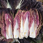 Miss Hong Chinese Cabbage
