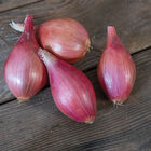 Innovator Shallots