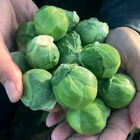 Silvia Brussels Sprouts