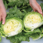 Pint Size Iceberg Lettuce