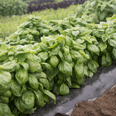 Everleaf Compact Genovese Basil