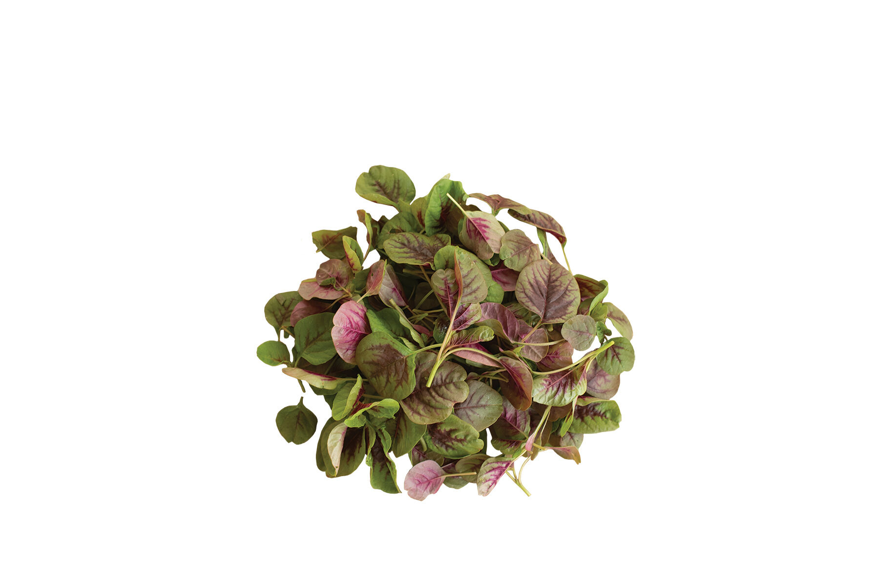 Red Leaf Vegetable Amaranth Specialty Greens