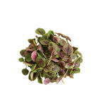 Red Leaf Vegetable Amaranth Red Leaf Vegetable Amaranth Specialty Greens