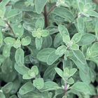 Sweet Marjoram Sweet Marjoram Marjoram