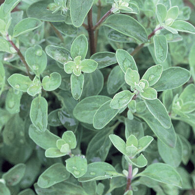 Sweet Marjoram Sweet Marjoram Marjoram