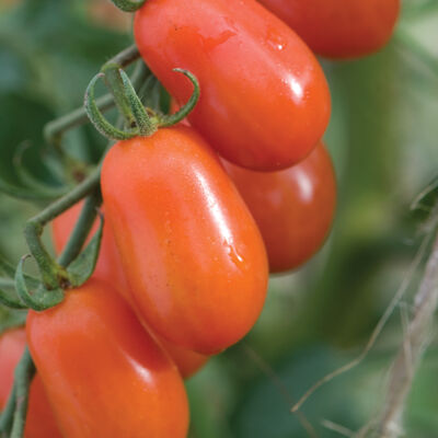 Five Star Grape Five Star Grape Grape Tomatoes