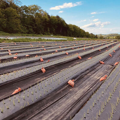 Black Weed Fabric – 3' x 50' Black Weed Fabric – 3' x 50' Mulches and Weed Barrier
