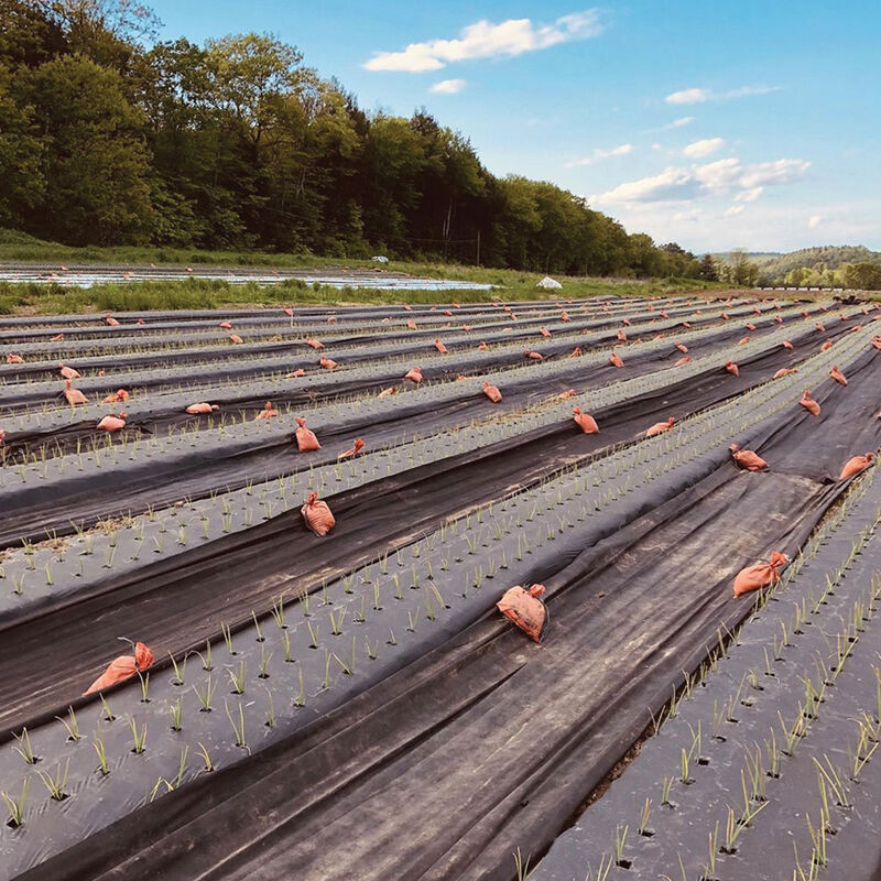 Black Weed Fabric – 3' x 50' Mulches and Weed Barrier