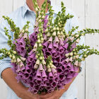 Sugar Plum Digitalis (Foxglove)