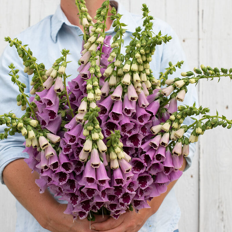 Sugar Plum Digitalis (Foxglove)