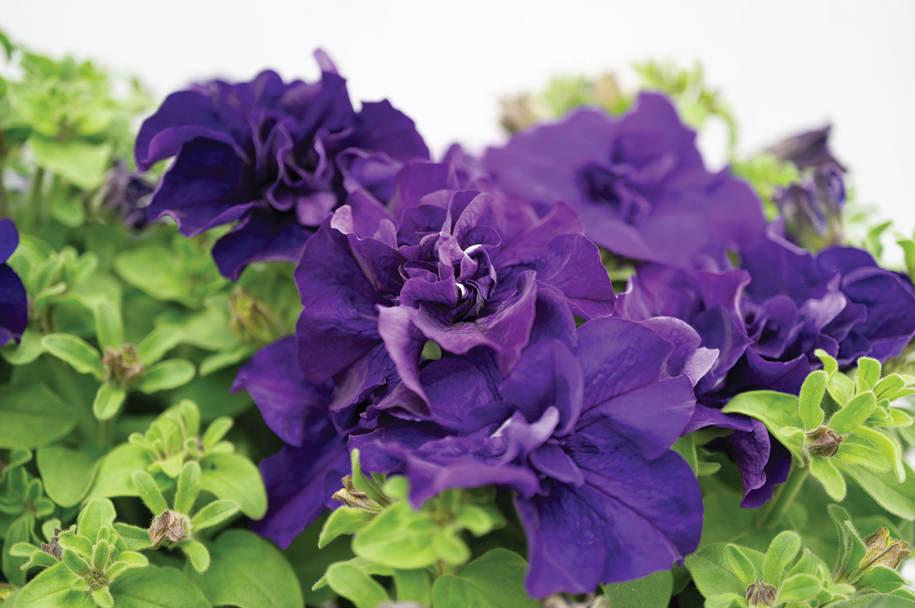 Petunia Seeds | Johnny's Selected Seeds