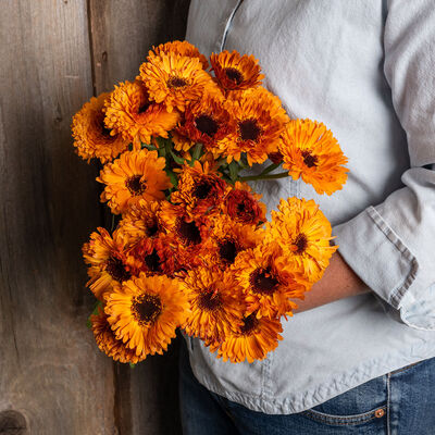 Orange Button Calendula