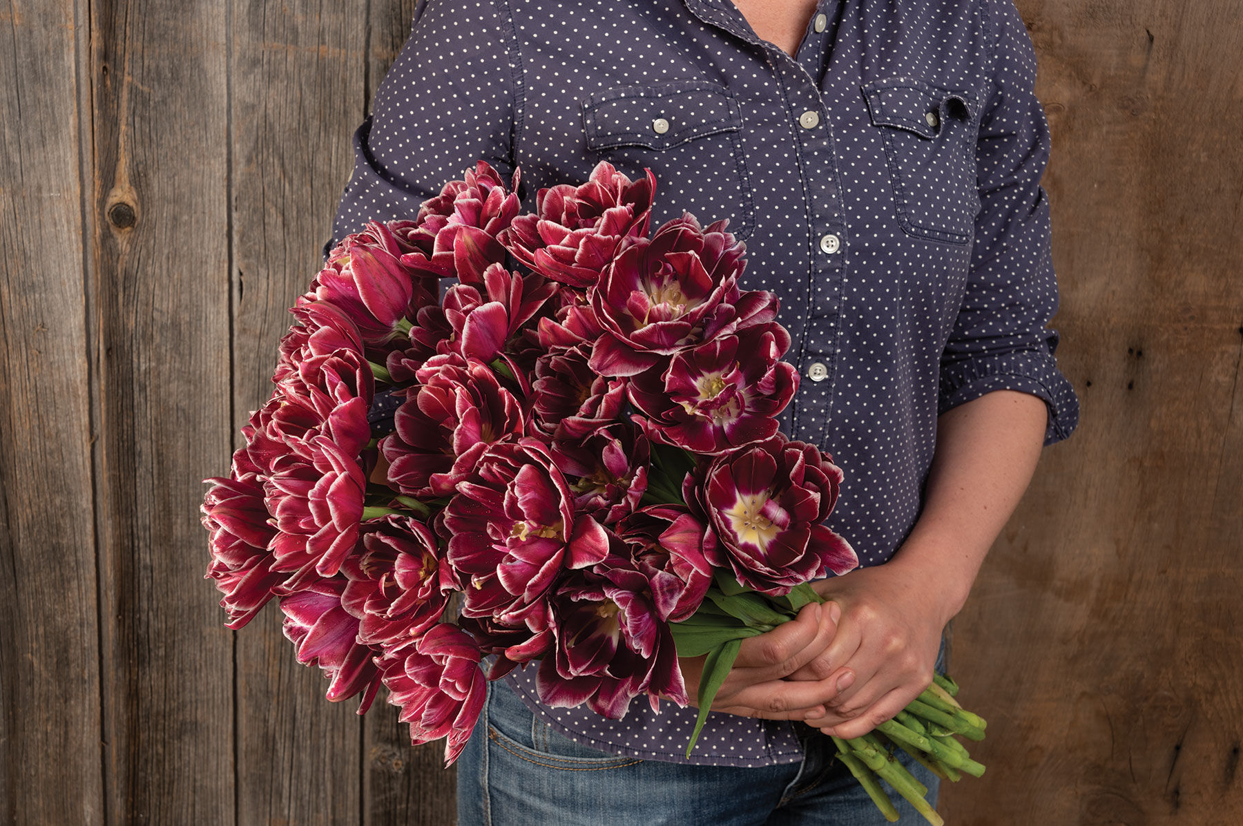 Johnny's Selected Seeds Dream Touch Tulip Bulb - Thumbnail 2