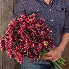 Dream Touch Tulips