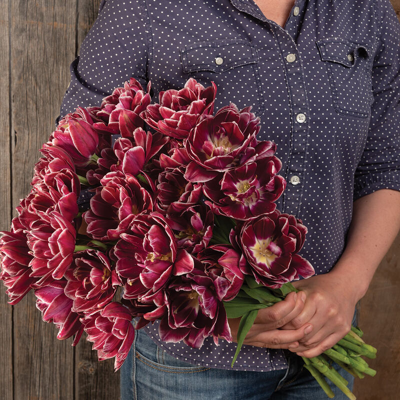 Dream Touch Tulips