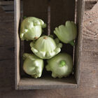 Jaune et Verte Summer Squash