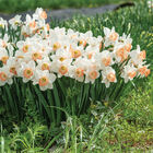 Pink Charm Narcissus