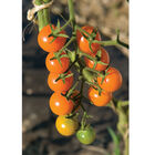 Sun Gold Cherry Tomatoes