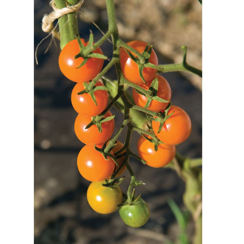 Sun Gold Cherry Tomatoes